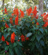 Montbrécie Red King - Crocosmia - cibuloviny - 4 ks