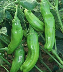 Chilli Zlaté řecké feferonky - Capsicum annuum - semena - 7 ks