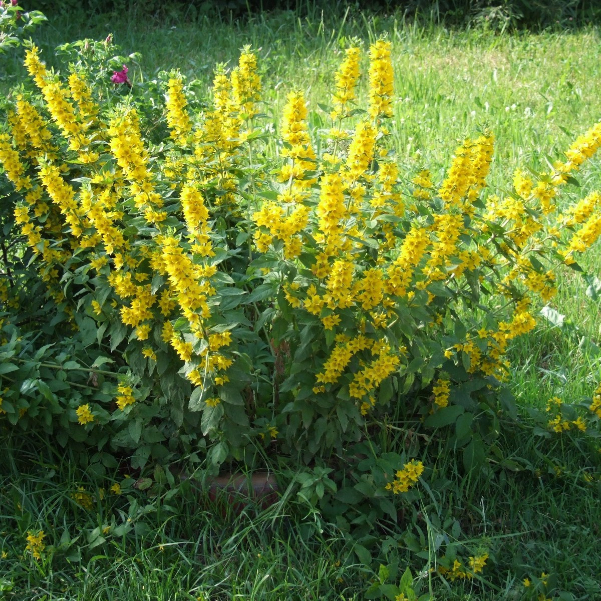 Vrbina obecná - Lysimachia vulgaris - semena - 200 ks
