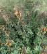 Agastache Apricot Sprite - Agastache aurantiaca - semena agastache - 20 ks