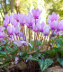Brambořík břečťanolistý - Cyclamen Hederifolium - cibuloviny - 1 ks