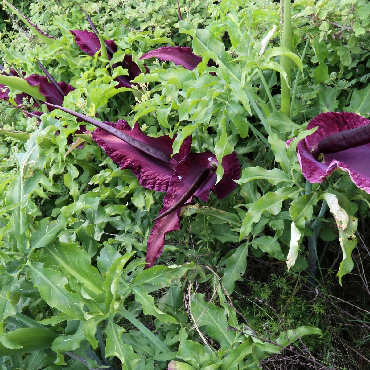 Ďáblův jazyk - Dracunculus vulgaris - cibuloviny - 1 ks