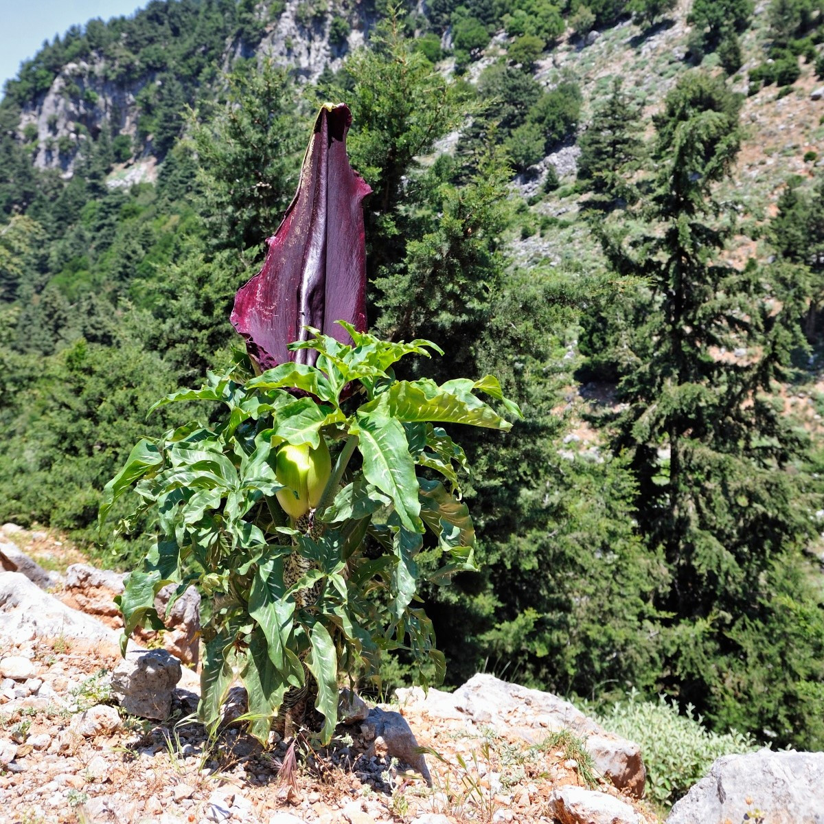 Ďáblův jazyk - Dracunculus vulgaris - cibuloviny - 1 ks