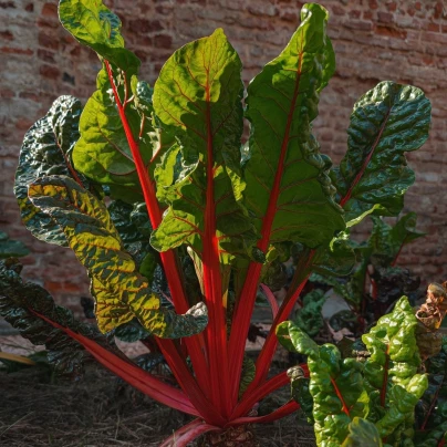 Mangold řapíkatý červený - Beta vulgaris - semena - 50 ks