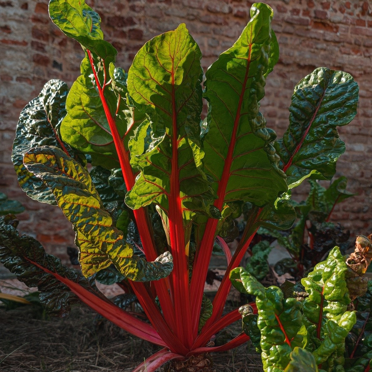 Mangold řapíkatý červený - Beta vulgaris - semena - 50 ks