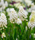 Modřenec White magic - Muscari aucheri - cibuloviny - 5 ks
