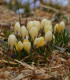 Krokus Cream beauty - Crocus - cibuloviny - 3 ks
