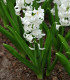 Hyacint Carnegie - Hyacinthus - cibuloviny - 1 ks