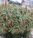 Aloe stromovitá - Aloe arborescens - semena - 6 ks