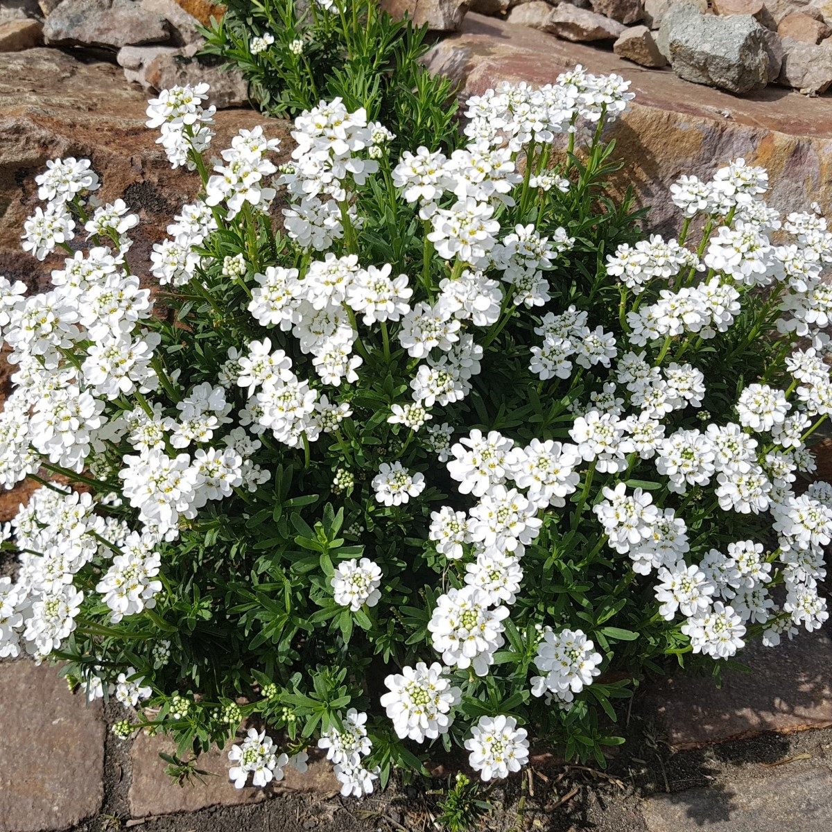 Iberka hořká - Iberis amara - semena - 70 ks