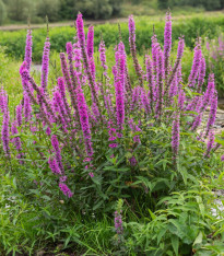 Kyprej vrbovitý - Lythrum salicaria - semena - 150 ks