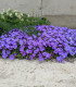 Tařička zahradní fialová - Aubrieta hybrida - semena - 200 ks