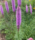 Šuškarda klasnatá Floristan Violet - Liatris spicata - semena - 20 ks