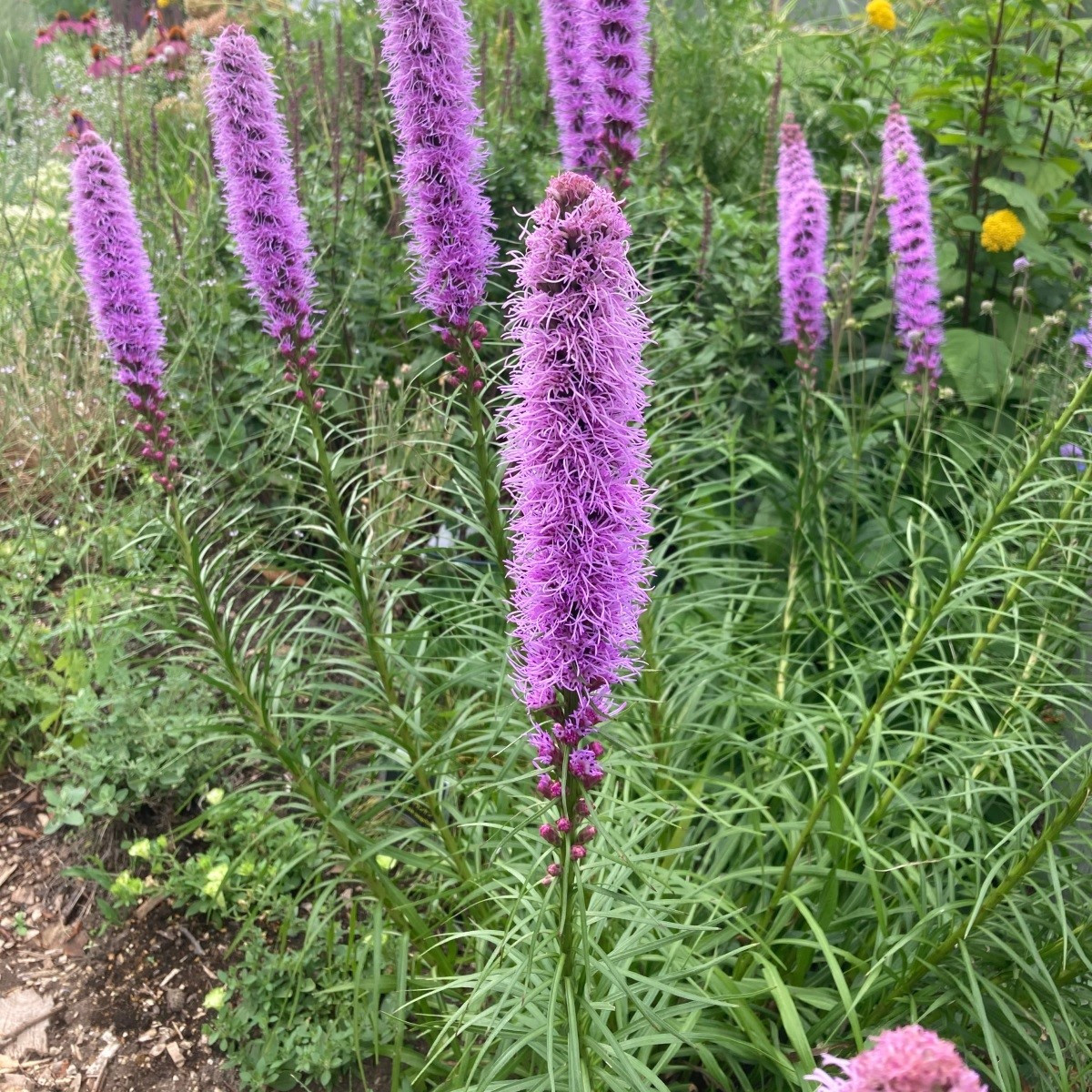 Šuškarda klasnatá Floristan Violet - Liatris spicata - semena - 20 ks