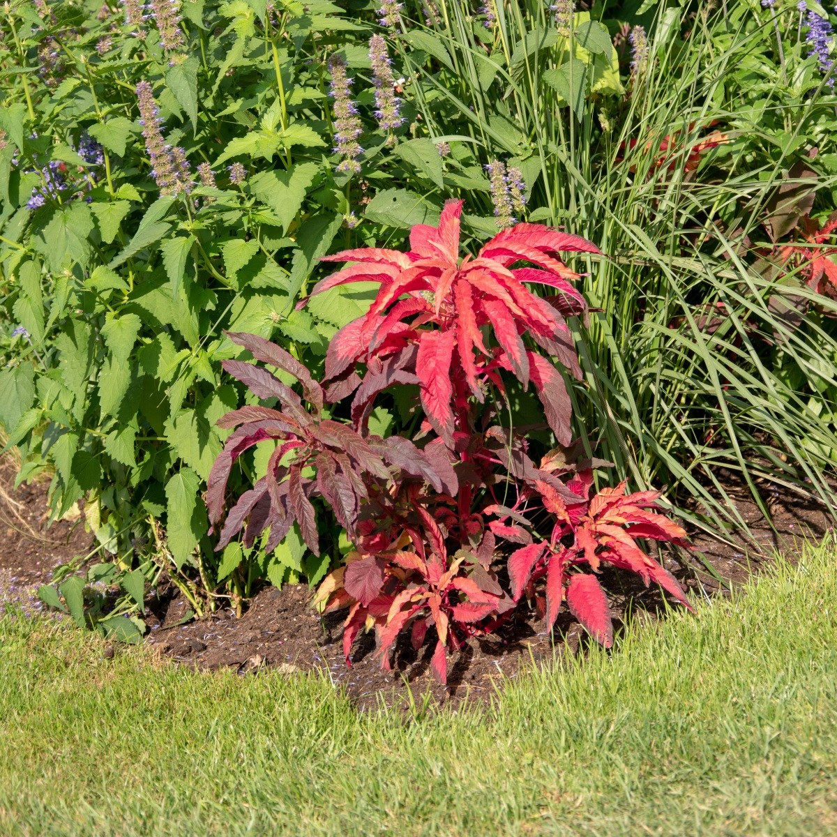 Laskavec trojbarevný červený - Amaranthus tricolor - semena - 270 ks