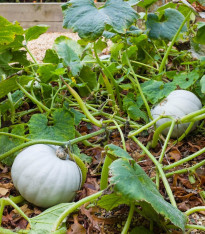 Tykev Crown Prince F1 - Cucurbita maxima - semena - 5 ks