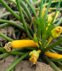 Okrasná tykev Yellow Crookneck - Cucurbita pepo - semena - 5 ks