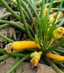 Okrasná tykev Yellow Crookneck - Cucurbita pepo - semena - 5 ks