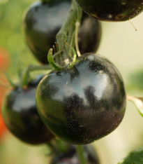Rajče Indigo Blue Berries - Solanum lycopersicum - semena - 7 ks
