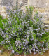 Rozmarýn lékařský Rosita - Rosmarinus officinalis - semena - 50 ks