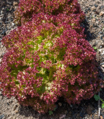 Salát listový kadeřavý Lollo Rossa - Lactuca sativa - semena - 400 ks