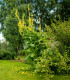 Divizna malokvětá - Verbascum thapus - semena - 150 ks