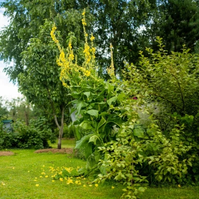 Divizna malokvětá - Verbascum thapus - semena - 150 ks