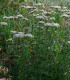 Řebříček obecný Yarrow - Achillea millefolium - semena - 200 ks