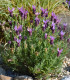 Levandule francouzská - Lavandula stoechas - semena - 20 ks