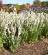Šalvěj Victoria White - Salvia farinacea - semena - 12 ks