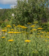 Řebříček tužebníkový Cloth of Gold - Achillea filipendula - semena - 800 ks