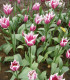 Tulipán Claudia - Tulipa - cibuloviny - 3 ks