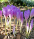 Ocún podzimní - Colchicum autumnale - cibuloviny - 1 ks