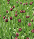 Tulipán Black Hero - Tulipa - cibuloviny - 3 ks