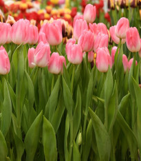 Tulipán Dynasty - Tulipa - cibuloviny - 3 ks