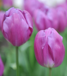 Tulipán Purple Flag - Tulipa - cibuloviny - 3 ks