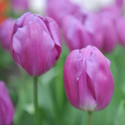 Tulipán Purple Flag - Tulipa - cibuloviny - 3 ks
