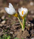 Krokus Ard Schenk - Crocus chrysanthus - cibuloviny - 3 ks