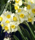 Narcis Minnow - Narcissus L. - cibuloviny - 3 ks