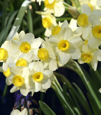 Narcis Minnow - Narcissus L. - cibuloviny - 3 ks