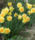 Narcis Tahiti - Narcissus L. - cibuloviny - 3 ks