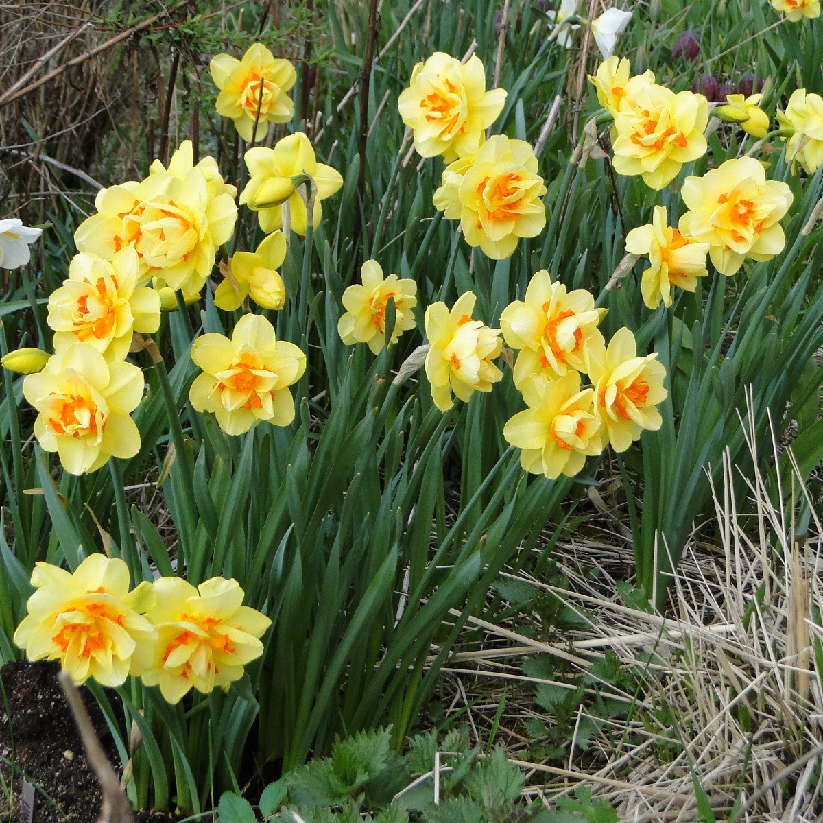 Narcis Tahiti - Narcissus L. - cibuloviny - 3 ks