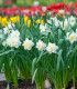 Narcis White Lion - Narcissus L. - cibuloviny - 3 ks