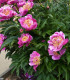 Pivoňka Bowl of Beauty - Paeonia lactiflora - cibuloviny - 1 ks
