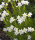 Lilie bělostná - Lilie kostelní - Lilium candidum - cibuloviny - 1 ks