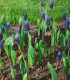 Modřenec širokolistý - Muscari latifolium - cibuloviny - 5 ks