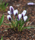 Krokus Prins Claus - Crocus - cibuloviny - 3 ks