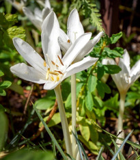 Ocún podzimní bílý - Colchicum autumnale album - cibuloviny - 1 ks