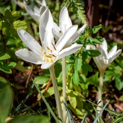 Ocún podzimní bílý - Colchicum autumnale album - cibuloviny - 1 ks