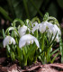 Sněženka plnokvětá - Galanthus nivalis double - cibuloviny - 3 ks